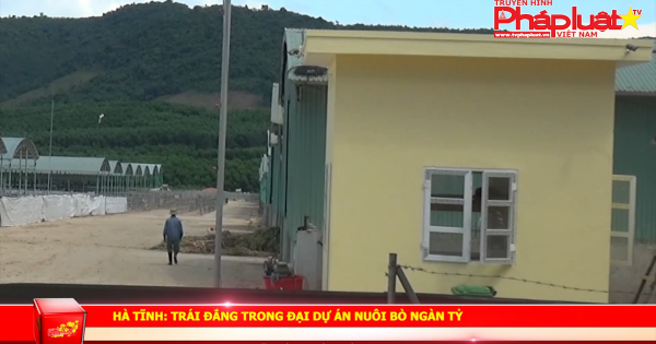 Hà Tính: Trái đắng trong đại dự án nuôi bò ngàn tỷ