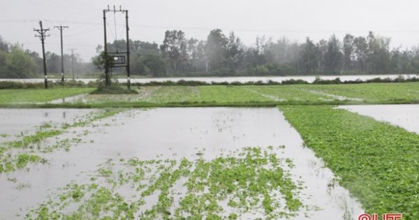 Điểm báo ngày 21/07/2018: Nghệ An, Hà Tĩnh: Rau xanh khan hiếm, tăng giá gấp đôi sau bão