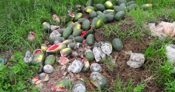 Nghệ An: Hàng trăm tấn dưa hấu bị nước ngập, dân lấy cho bò ăn