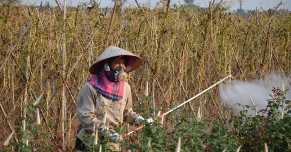 50% học viên Trung tâm học tập cộng đồng có dư lượng thuốc BVTV trong máu