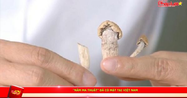 “Nấm ma thuật” đã có mặt tại Việt Nam