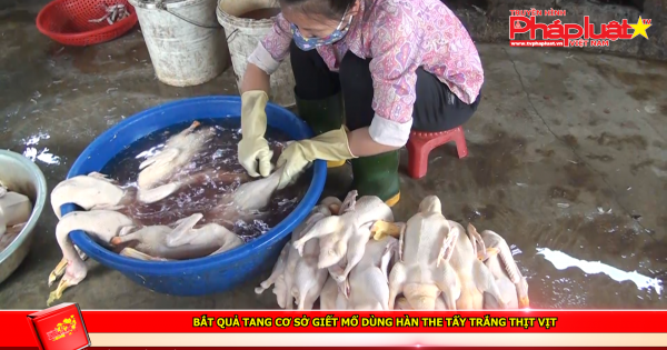 Bắt quả tang cơ sở giết mổ dùng hàn the tẩy trắng thịt vịt