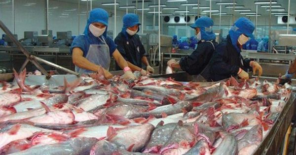 Điểm báo 12/08/2018: Cá tra sẽ tăng trưởng mạnh nhờ nhiều ứng dụng mới