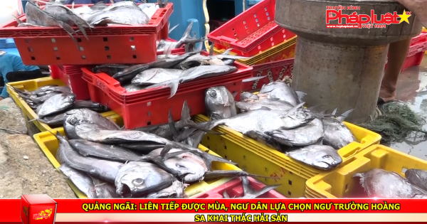 Quảng Ngãi: Liên tiếp được mùa, ngư dân lựa chọn ngư trường hoàng sa khai thác hải sản