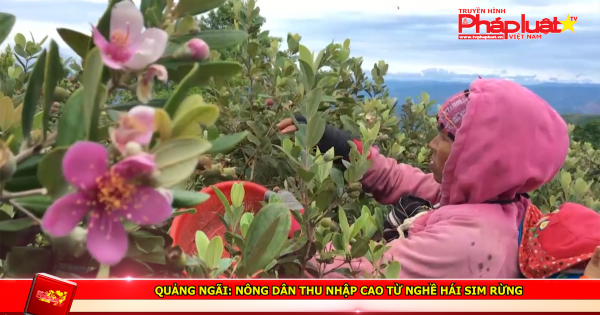 Quảng Ngãi: Nông dân thu nhập cao từ nghề hái sim rừng