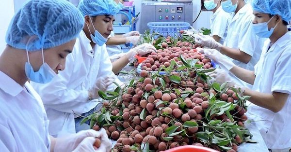 Điểm báo 19/08/2018: Nông sản xuất khẩu liên tục bị cảnh báo ở châu Âu