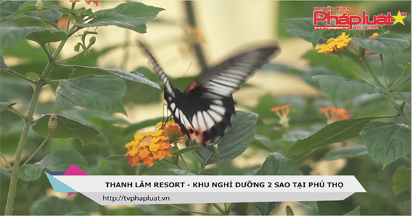 Thanh Lâm resort - địa chỉ nghỉ dưỡng cuối tuần của bạn