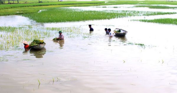 Long An: Gần 7.000 ha lúa có nguy cơ mất trắng vì lũ về sớm