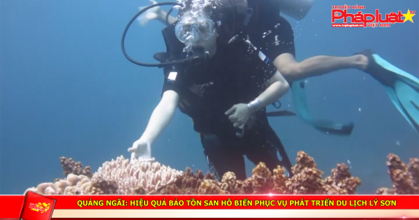 Quảng Ngãi: Hiệu quả bảo tồn san hô biển phục vụ phát triển du lịch Lý Sơn