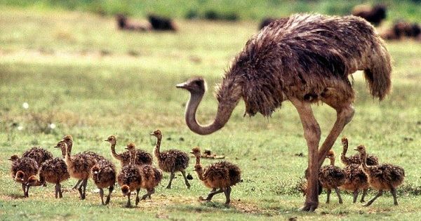 Đổ xô mua thịt đà điểu giá chỉ từ 90.000 đồng/kg