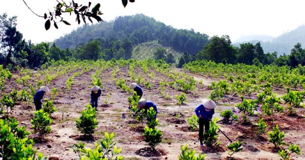 Điểm báo 29/08/2018: Xuất siêu hơn 4 tỷ USD, cả nước trồng thêm 137.000ha rừng để xuất khẩu