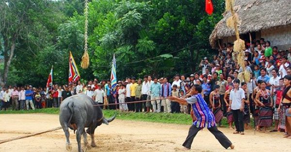 Yêu cầu tạm dừng lễ hội đâm trâu ở xã Hồng Tiến