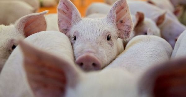 Điểm báo 31/08/2018: Ngăn chặn nguy cơ xâm nhiễm bệnh Dịch tả lợn Châu Phi vào Việt Nam