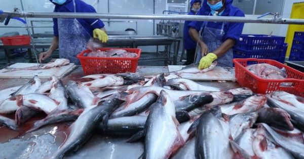 Cá tra Việt lo mất thị trường xuất khẩu