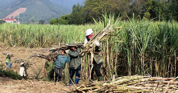 VSSA hiến kế các giải pháp cứu nguy cho các doanh nghiệp mía đường