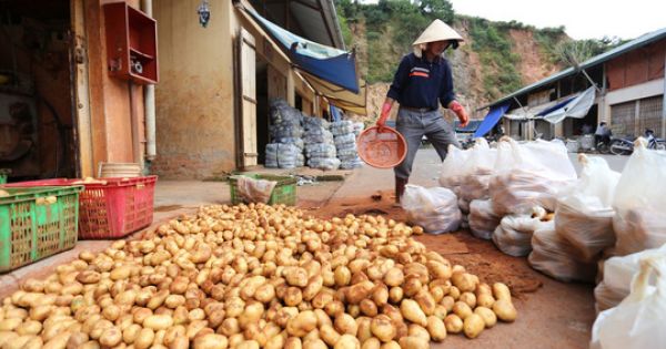 Đà Lạt cấm cửa nông sản Trung Quốc