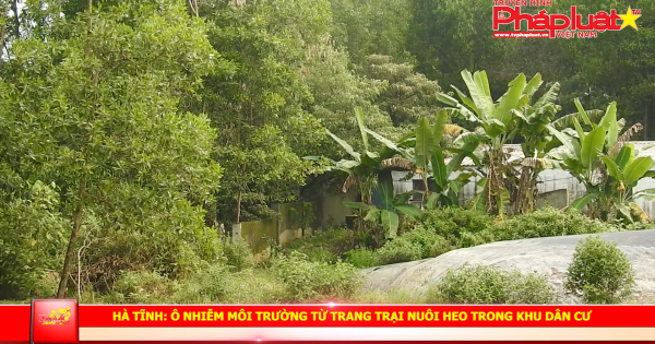 Hà Tĩnh: Ô nhiễm môi trường từ trang tại nuôi heo trong khu dân cư