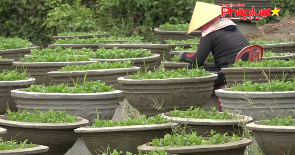 Quảng Ngãi: Vùng lũ vào vụ trồng hoa Tết