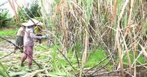 Hậu Giang: Hơn 100 ha mía bị ngập do nước lũ lên cao