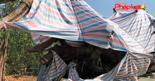 Bắt giữ xe chở cây đa “khủng” từ Quảng Ngãi ra Hà Nội