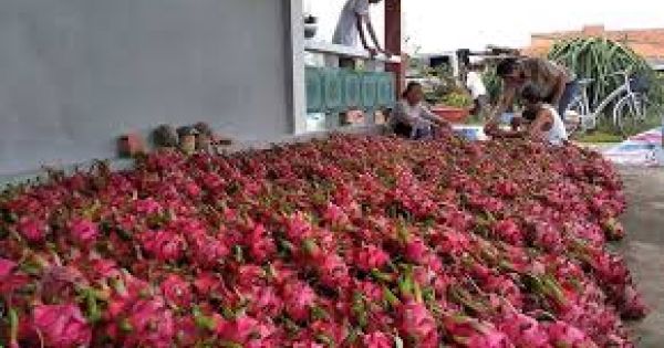 Cục Bảo vệ thực vật bác tin thanh long rớt giá do Trung Quốc ngừng nhập