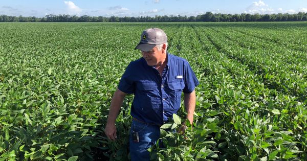 Căng thẳng thương mại Mỹ - Trung: Trung Quốc tính “tung đòn” mới nhằm vào đậu tương