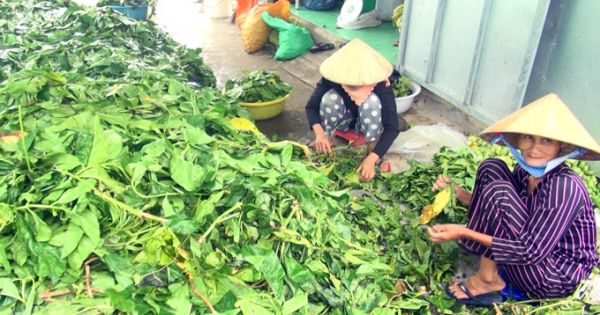 Cà Mau: Khuyến cáo người dân không nên mua bán lá nhàu
