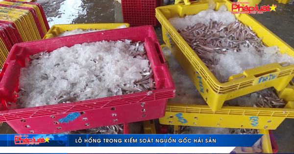 Lỗ hổng trong kiểm soát nguồn gốc hải sản