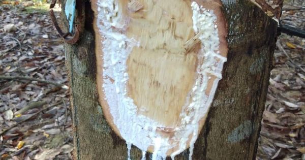 Điều tra vụ người tố cáo phá rừng bị chặt phá vườn cao su