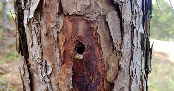 Gần 700 cây thông ở Lâm Đồng bị khoan lỗ, bơm thuốc độc