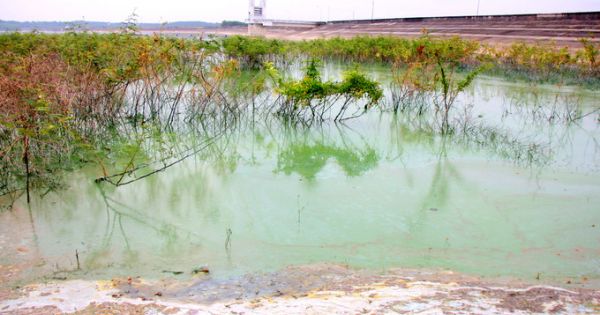 Hồ cấp nước sinh hoạt ở Bà Rịa - Vũng Tàu nổi váng xanh