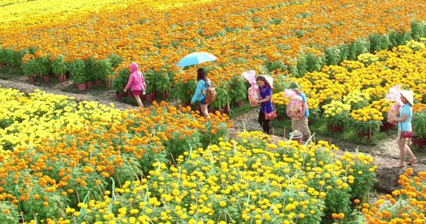 3 triệu giỏ hoa Sa Đéc chờ Tết, tăng 1 triệu so với năm trước