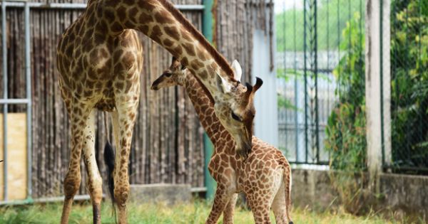 Hươu cao cổ sinh con tại Thảo cầm viên Sài Gòn