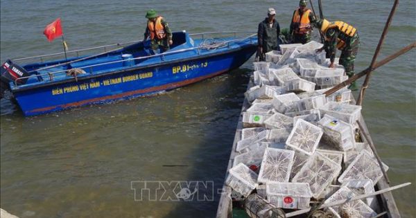 Nhập lậu 2.000 con chim bồ câu từ Trung Quốc về Việt Nam