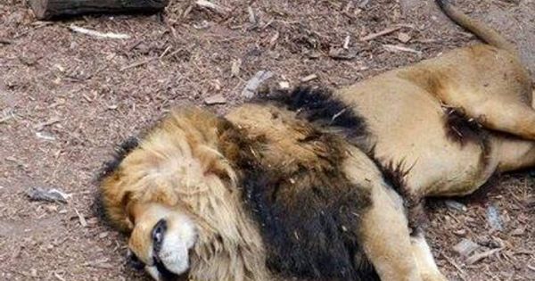 Nam Phi xét xử 6 người Việt vì nấu cao sư tử