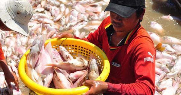 Đồng Nai hỗ trợ hơn 12 tỷ đồng vụ cá bè chết trên sông La Ngà