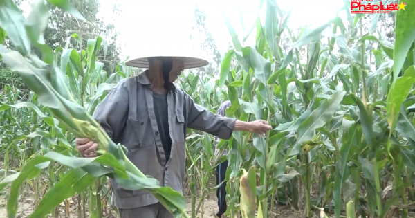 Nông dân khốn khổ vì đàn khỉ phá hoại hoa màu