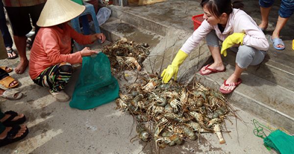 Tôm hùm ở Khánh Hòa chết hàng loạt, thiệt hại hơn 300 tỷ đồng