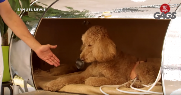 Cười chút chơi: Top 5 Just For Laughs Gags - December 2018