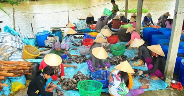 An Giang: Xuất hiện thương lái lạ mặt mua vảy cá sặc rằn