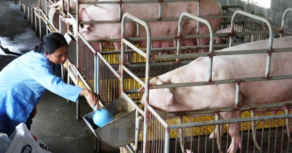 Từ năm 2020 vật nuôi phải được đối xử nhân đạo