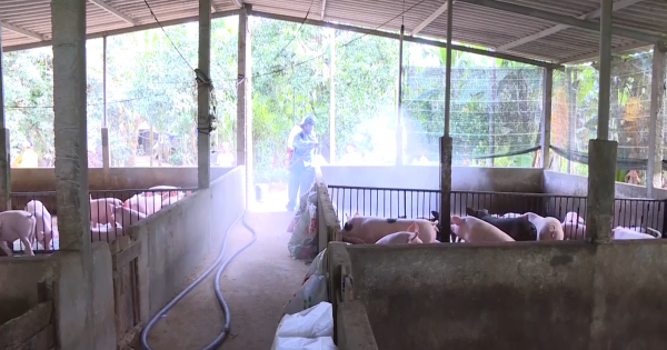 Quảng Ngãi: Dịch cúm gia cầm tái phát mùa lũ, tăng cường các biện pháp phòng chống