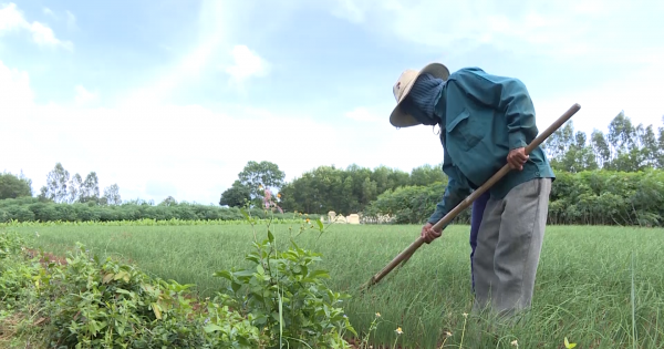 Quảng Ngãi: Cục sở hữu trí tuệ công nhận nhãn hiệu tập thể nén Bình Phú