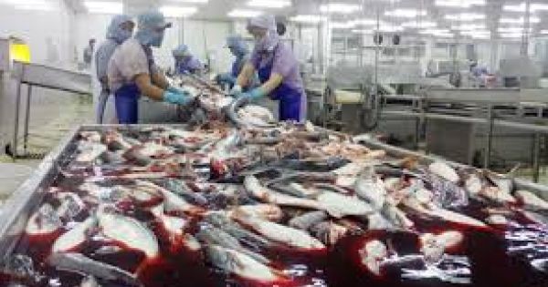 Giải mã nguyên nhân cá tra lập kỷ lục hơn 2 tỉ USD xuất khẩu
