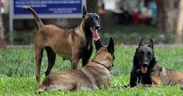 Đề xuất quản lý chó nuôi ở Hà Nội bằng phần mềm