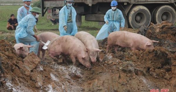 Tiêu hủy gần 100 con heo bệnh bắt giữ trên quốc lộ 1A