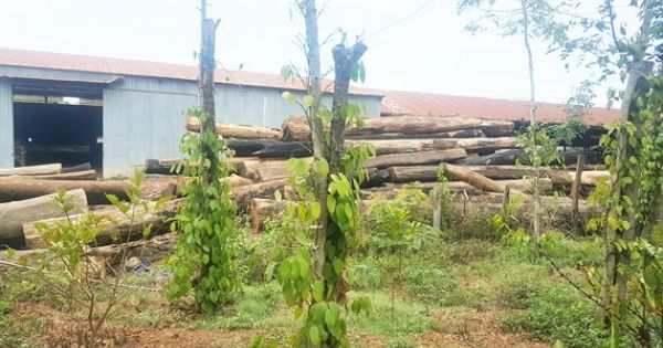 Khởi tố, bắt tạm giam giám đốc liên quan đường dây gỗ lậu Phượng “râu”