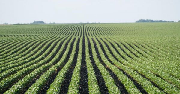 Mức nhập khẩu đậu nành từ Mỹ của Trung Quốc rơi xuống mức zero