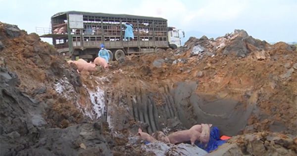 Sở NN&PTNT Hà Tĩnh bị phê bình vì lơ là chống dịch lở mồm long móng