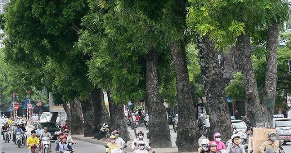 Hà Nội chuẩn bị chặt, dịch chuyển hơn 400 cây xanh trên đường Láng